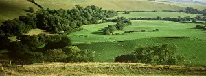 Tranquillity: DORSET - Eggardon Hill, Woods and fields in summer