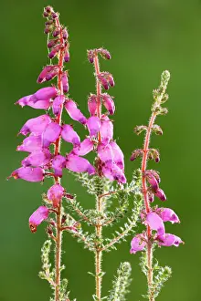 Ciliaris: Dorset Heath