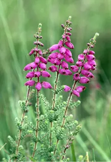 Heaths: DORSET HEATH - In flower