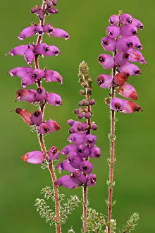 Ciliaris: Dorset Heath - in flower - very rare plant in UK
