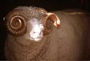 Spirals: DORSET HORN SHEEP - RAM