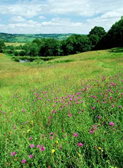 Knapweeds: Dorset - Meadow with rich flora including Knapweeds