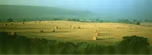 Bales: DORSET - Straw bales at harvest, early morning