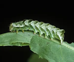 Noctuidae: Dot moth caterpillar