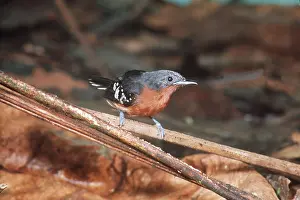 John Dunning: DOT-WINGED ANT-WREN - Female