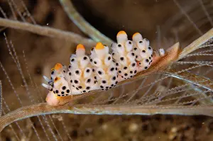 Antennae: Doto Nudibranch