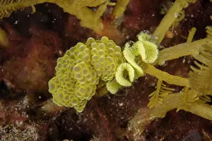 Cerata: Doto Nudibranch with eggs - Kubu, Tulamben, Karangasem Regen