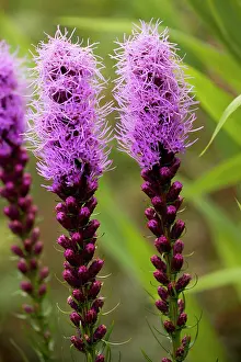 Blazing: Dotted blazing star
