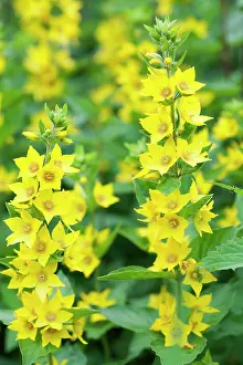 Punctata: Dotted Loosestrife