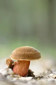 Toadstool: Dotted Stem Bolete (Boletus erythropus) on the