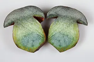 Bolete: Dotted Stem Bolete / Red-foot Bolete - cut into two pieces