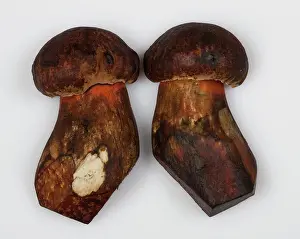 Bolete: Dotted Stem Bolete / Red-foot Bolete - cutting in two pieces