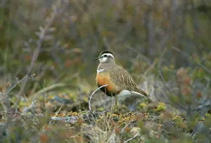 Dotterel: Dotterel