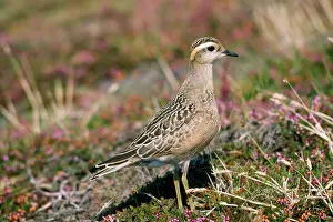 Dotterel: Dotterel