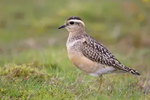 Dotterel: Dotterel