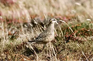 Dotterel: DOTTEREL