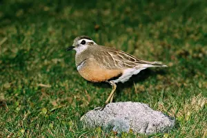 R T Smith: DOTTEREL - Adult male