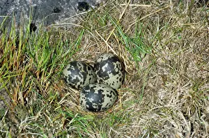 Dotterel: Dotterel Eggs