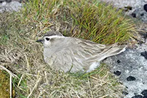 Dotterel: Dotterel - on nest