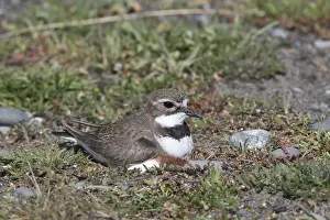 Double: Double-banded Plover - Banded Dotterel - Incubating