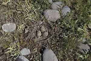 Double: Double-banded Plover - A nest with 3 eggs - Kaitorete