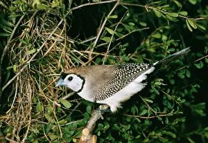 Ellis Mcnamara: Double-bar Finch
