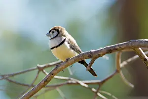 Bichenovii: Double-bar Finch