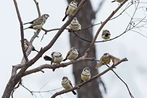 Bichenovii: Double-bar Finch