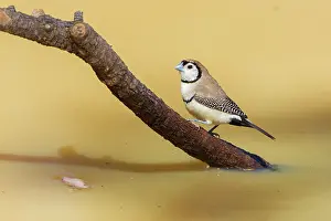 Alpha: Double-bar Finch