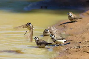 Alpha: Double-bar Finches
