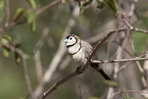 Bichenovii: Double-barred Finch