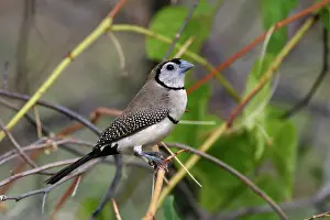 Bichenovii: Double-barred Finch