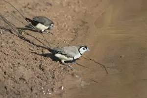 Bichenovii: Double-barred Finch
