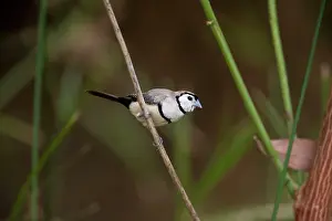 Bichenovii: Double-barred Finch
