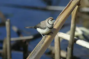 Bichenovii: Double-barred Finch