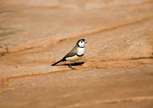 Bichenovii: Double-barred Finch