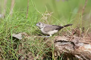Bichenovii: Double-barred Finch