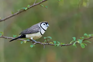 Bichenovii: Double-barred Finch