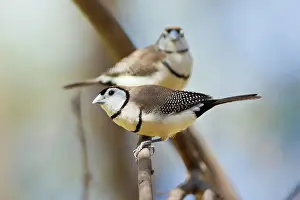 Bichenovii: Double-barred Finch