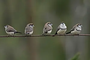 Hans & Judy Beste: Double-barred Finch