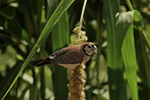 Hans & Judy Beste: Double-barred Finch