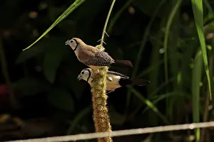 Hans & Judy Beste: Double-barred Finch