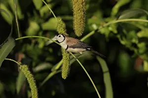 Hans & Judy Beste: Double-barred Finch