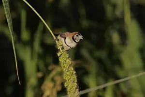 Hans & Judy Beste: Double-barred Finch