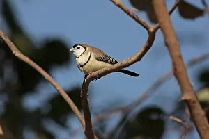 Hans & Judy Beste: Double-barred Finch