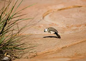 Spinifex: Double-barred Finch - eating spinifex