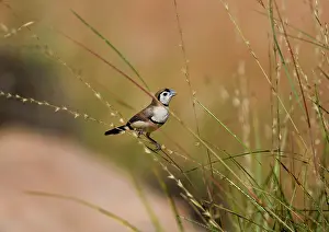 Spinifex: Double-barred Finch - eating Spinifex, Triodia sp. seeds