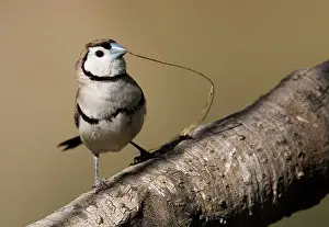 Bichenovii: Double-barred Finch with nesting material