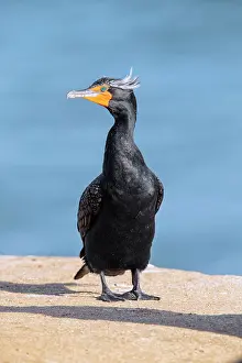 Auritus: Double-crested Cormorant
