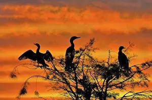 Auritus: Double-crested Cormorant